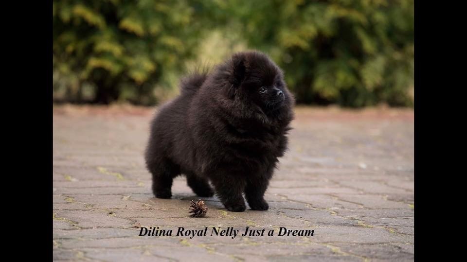 CH. dilina royal Nelly just a dream